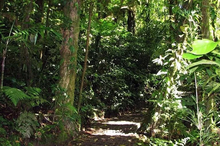 A shaded, cobbled walking trail winding through dense, vibrant jungle vegetation.