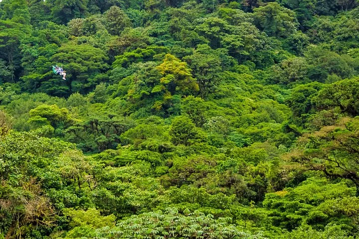 A person ziplining high above a lush, green forest canopy