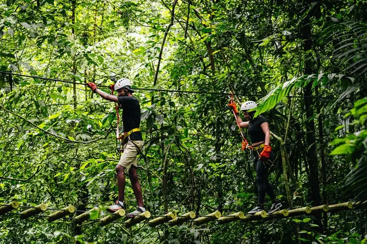 Two people crossing a suspended log bridge in a dense tropical forest.