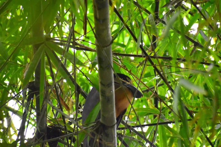 A bird partially hidden behind green bamboo leaves and stalks.